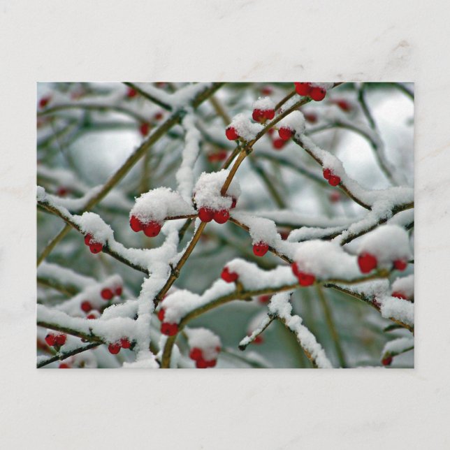 Carte Postale Baies rouges dans la neige d'hiver (Devant)