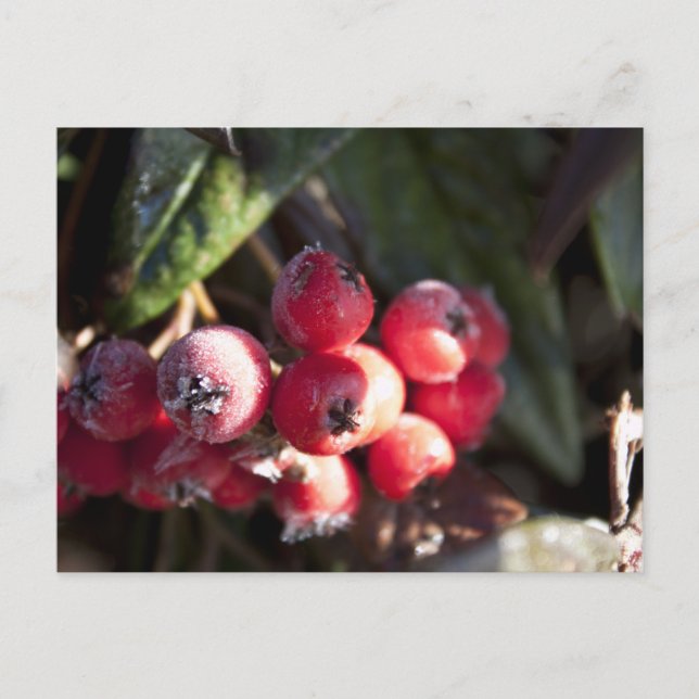 Carte Postale baies rouges d'hiver, buisson à feuilles persistan (Devant)