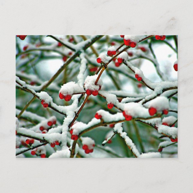 Carte Postale Baies rouges en neige (Devant)