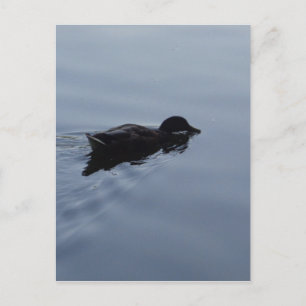 Carte Postale Baignade Canard dans le lac, Nature Oiseau Faune B