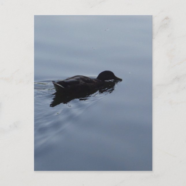 Carte Postale Baignade Canard dans le lac, Nature Oiseau Faune B (Devant)