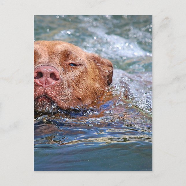 Carte Postale Baignade de chien (Devant)