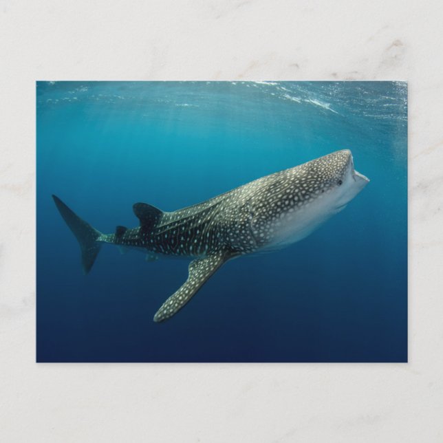 Carte Postale Baignade de requin baleine (Devant)
