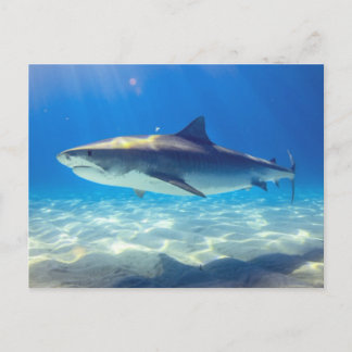 Carte Postale Baignade de requins Eau bleu de l'océan