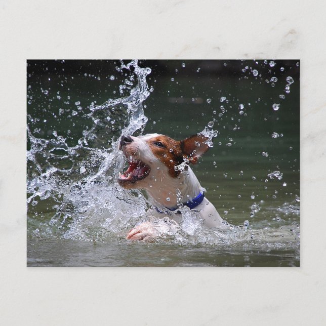 Carte Postale Baignade Puppy Splashing (Devant)