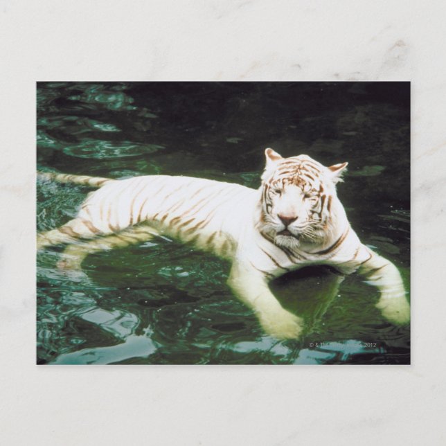 Carte Postale Baignade Tigre Blanc Tranquillement (Devant)