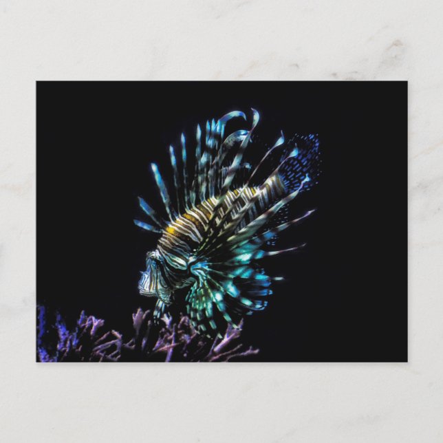 Carte Postale Baignades de poissons-lions (Devant)