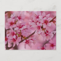 Baigné dans les fleurs de cerisier japonaises rose