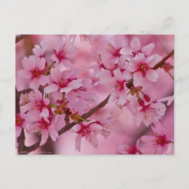 Carte Postale Baigné dans les fleurs de cerisier japonaises rose (Devant)