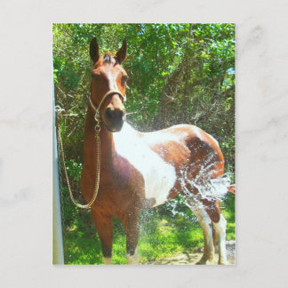 Carte Postale Bain de peinture