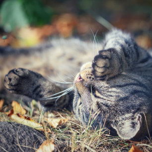 Carte Postale Bain de soleil de chat