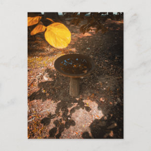 Carte Postale Bain d'oiseau ensoleillé sous les feuilles d'autom