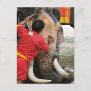 Carte Postale Bain Eléphant ... Ayutthaya, Thaïlande