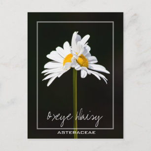 Carte Postale Baise blanche à double tête   Photo Oxeye Daisy