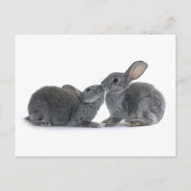 Carte Postale Baiser de lapin (Devant)