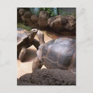 Carte Postale Baiser de tortue géante