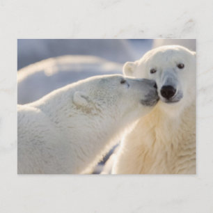 Carte Postale Baiser d'ours polaire