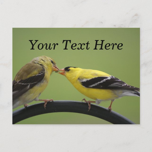 Carte Postale Baiser Goldfinches (Devant)
