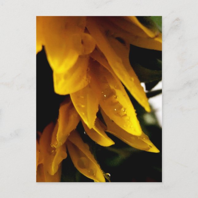 Carte Postale Baisses Sun (Devant)