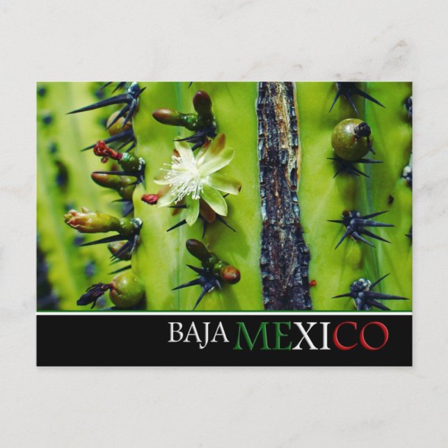 Carte postale Baja Mexico (Devant)
