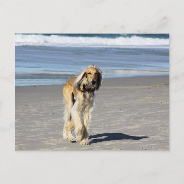Carte Postale Balade de Saluki sur la plage (Devant)