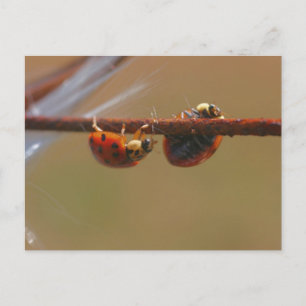 Carte postale Balancing Ladybugs Nature Photocard