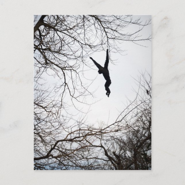 Carte Postale Balayage de singe (Devant)