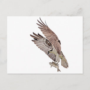 Carte Postale Balbuzard pêcheur avec poisson