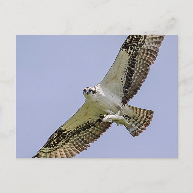 Carte Postale Balbuzard pêcheur avec poisson (Devant)