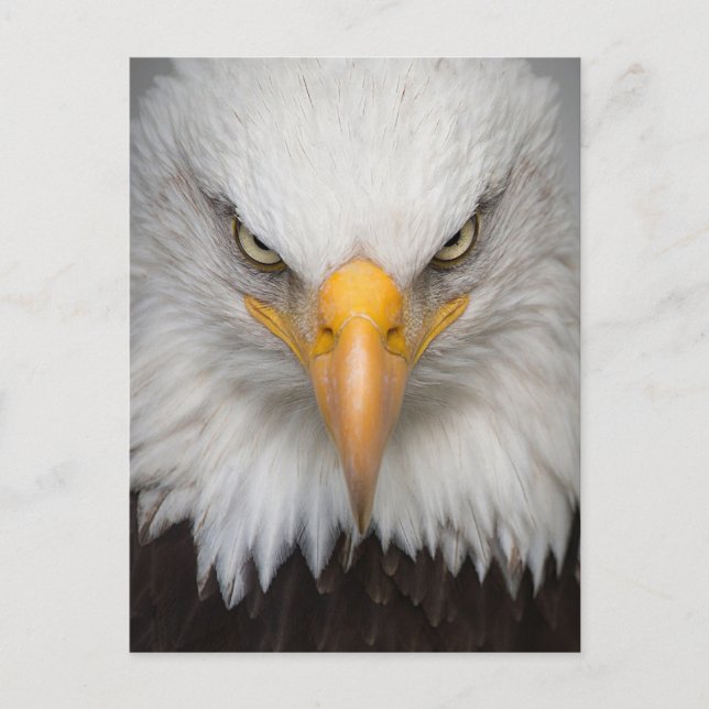 Carte postale Bald Eagle (Devant)
