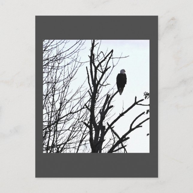 Carte postale Bald Eagle (Devant)