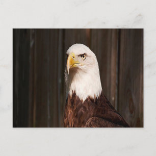 Carte postale Bald Eagle