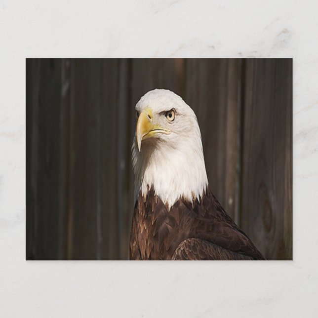 Carte postale Bald Eagle (Devant)