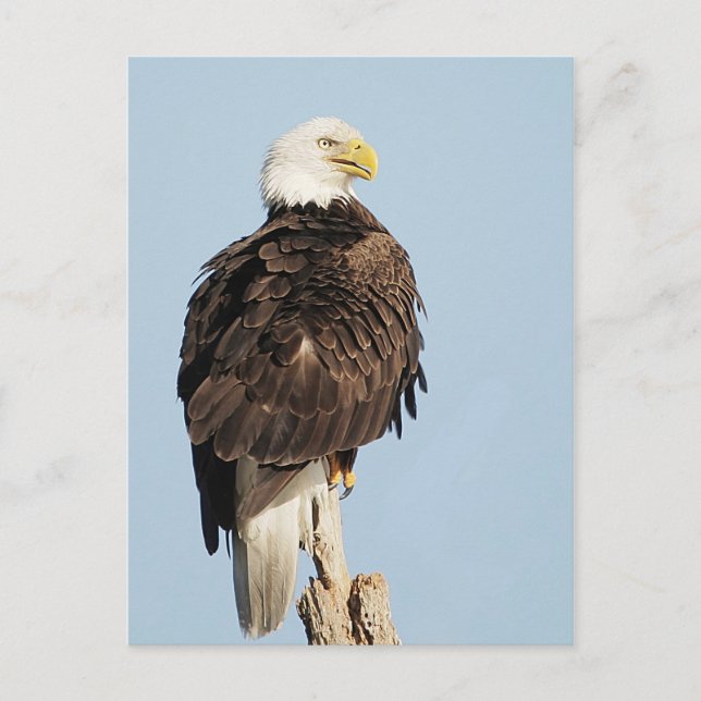 Carte postale Bald Eagle assise (Devant)