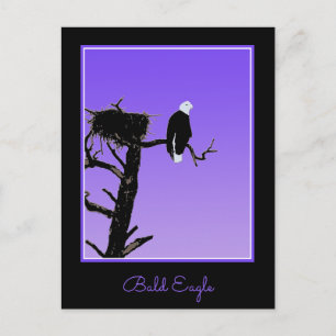 Carte Postale Bald Eagle at Sunset - Art original de la faune