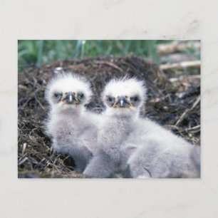 Carte Postale Bald Eagle Chicks