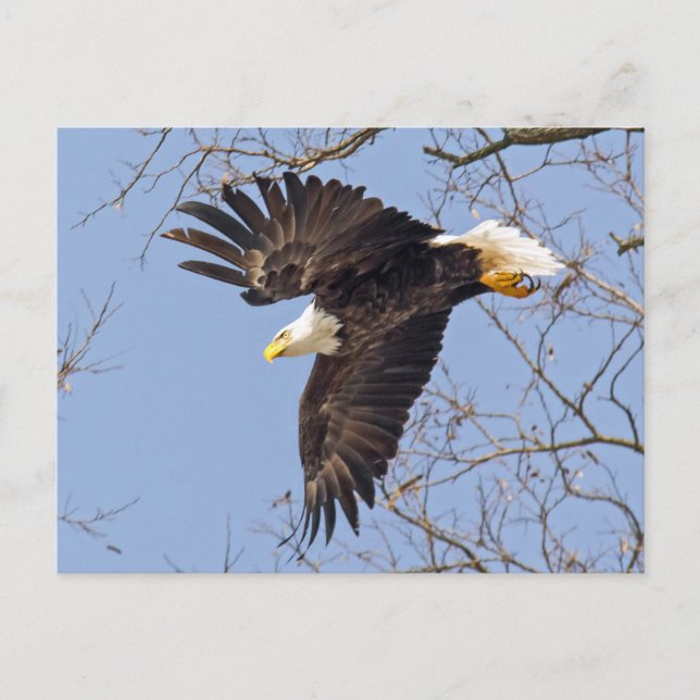 Carte Postale Bald Eagle Dive (Devant)