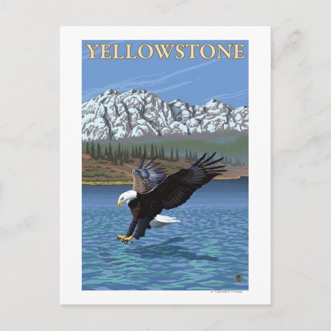 Carte Postale Bald Eagle Diving - Parc national de Yellowstone (Devant)