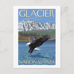 Carte Postale Bald Eagle Diving - Parc national des Glaciers, MT