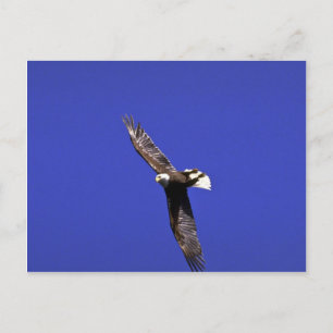 Carte Postale Bald Eagle effectuant l'aile en plein vol