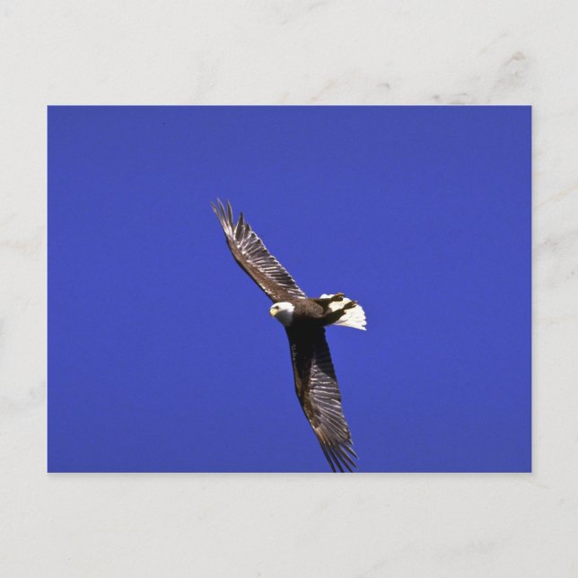 Carte Postale Bald Eagle effectuant l'aile en plein vol (Devant)