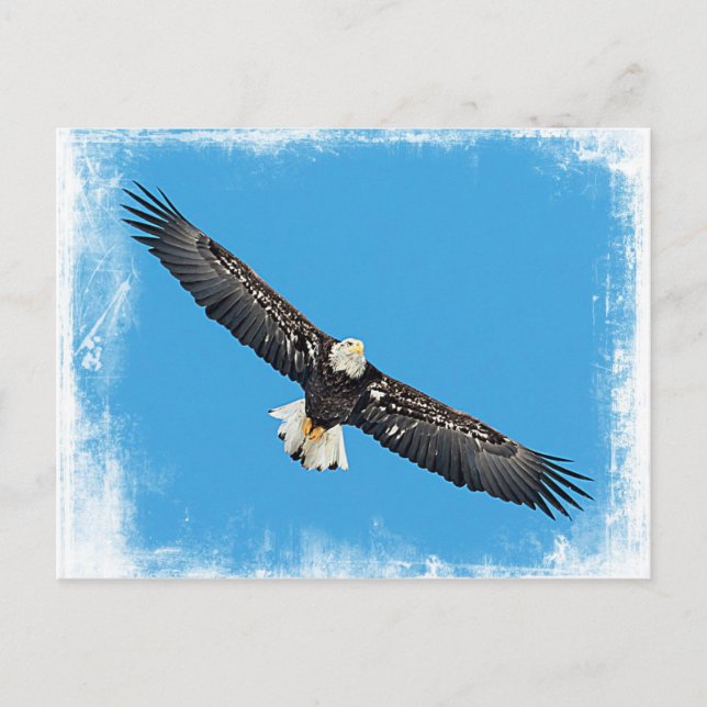 Carte Postale Bald Eagle en vol (Devant)