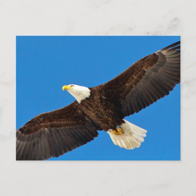 Carte Postale Bald Eagle en vol (Devant)