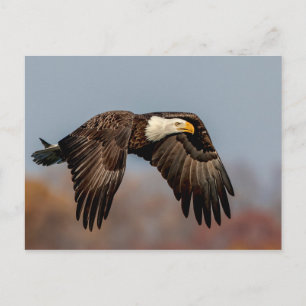 Carte Postale Bald Eagle en vol