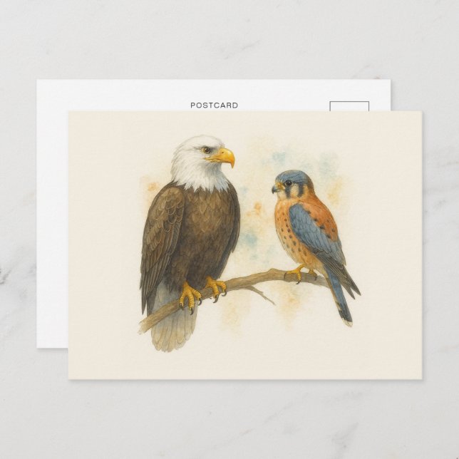 Carte Postale Bald Eagle et American Kestrel Raptor (Devant / Derrière)