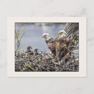 Carte Postale Bald Eagle Famille de quatre