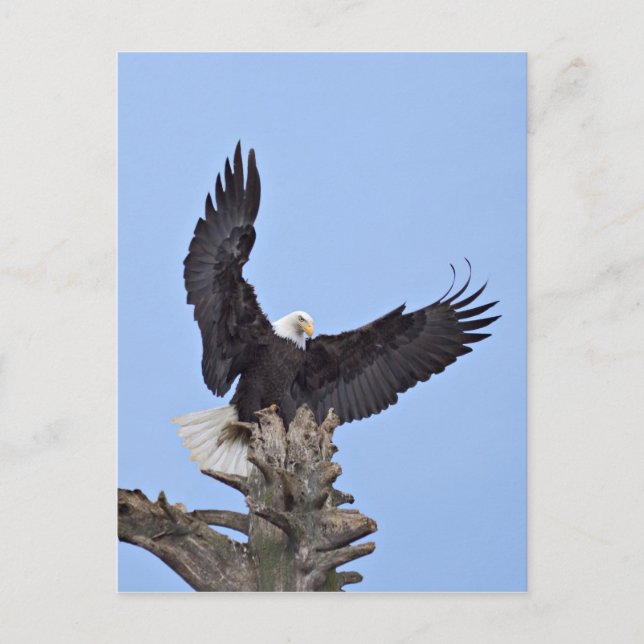 Carte Postale Bald Eagle (Haliaeetus leucocephalus) with wings (Devant)