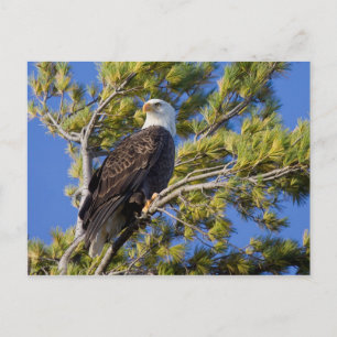 Carte Postale Bald Eagle II