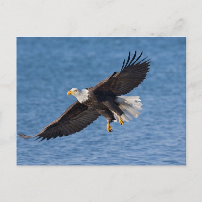 Carte Postale Bald eagle in flight (Devant)