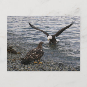 Carte Postale Bald Eagle Landing sur la plage